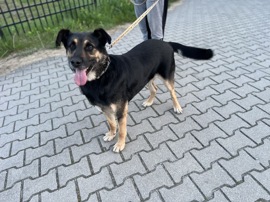Przedstawiamy Boryska — psa o wielkim sercu.