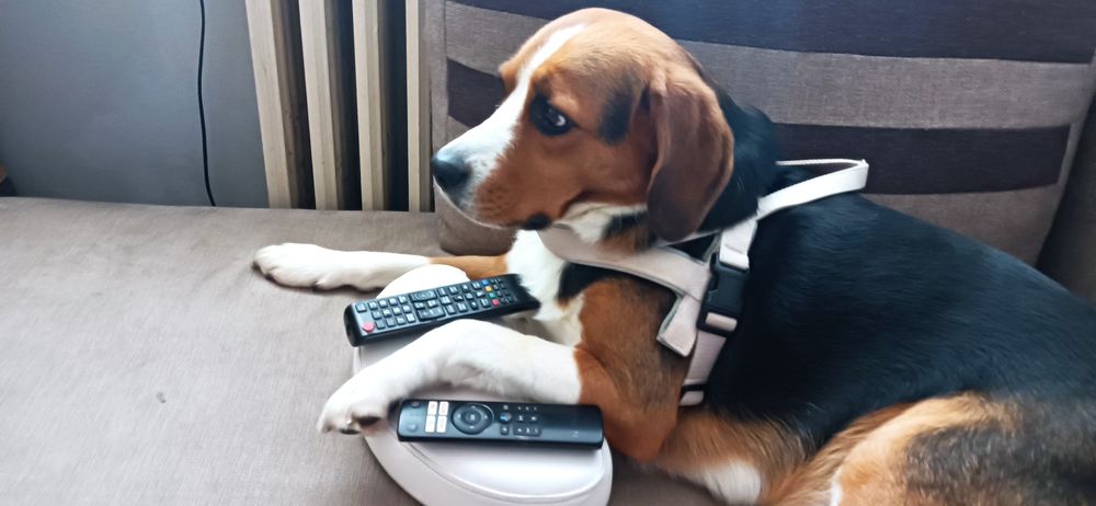 Suczka mieszaniec Beagle oddam w dobre ręce