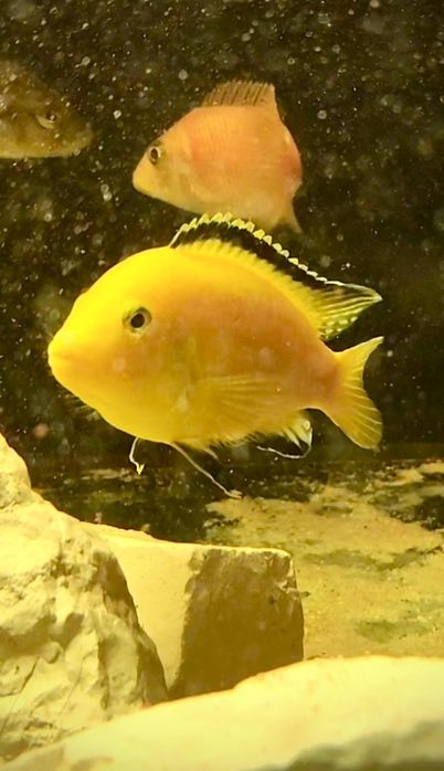 Ciclídeo Labidpchromis Caeruleus