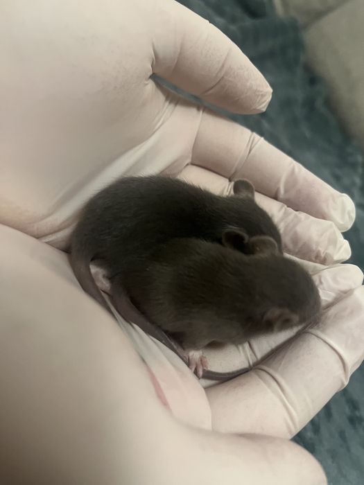 Szczurki samce i samiczki