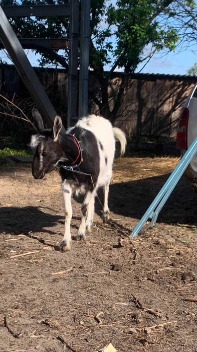 Козлики!Козлики!Козлики!