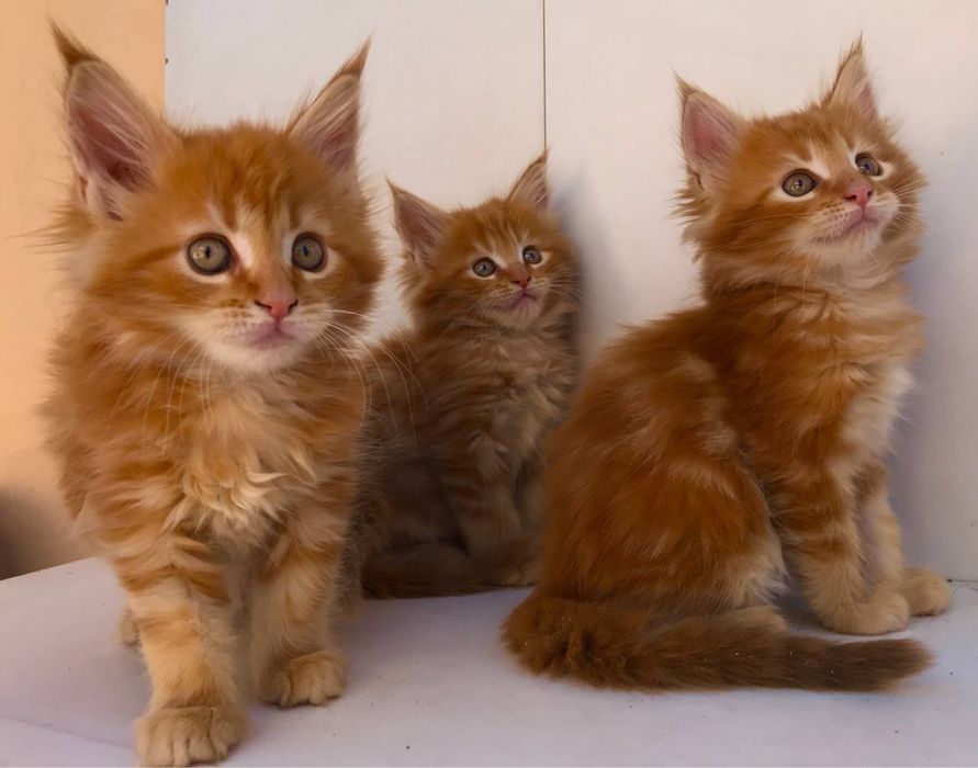 Ваш будующий верный друг: Игровые и ласковые Мейн-куны ждут именно Вас