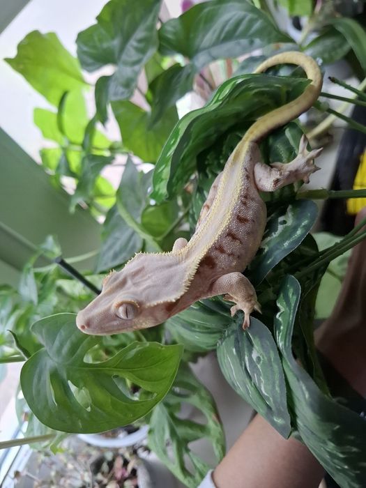 Samica lilly white gekon orzęsiony