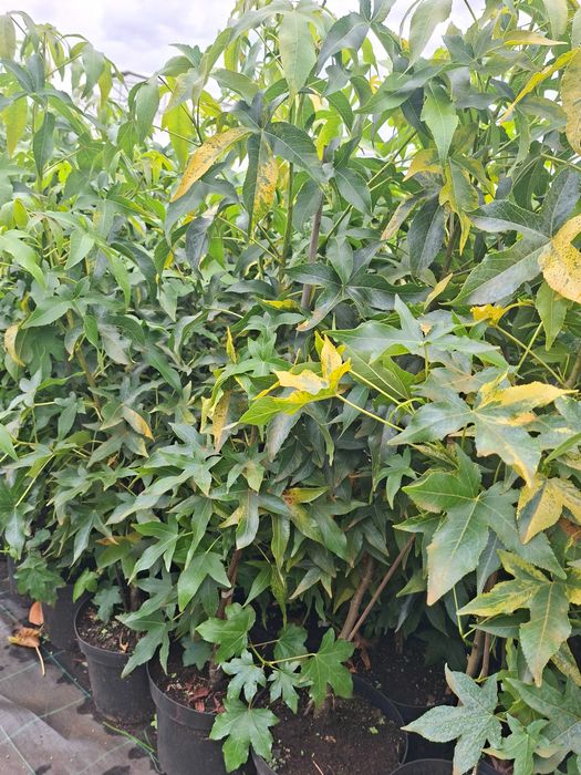 Ambrowiec amerykański 'Aurea Variegata',nakrapiane liście,soliter, ogród c5