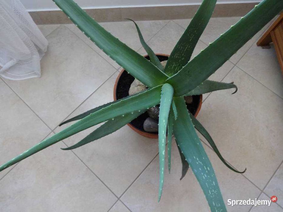 Aloes kwiat doniczkowy