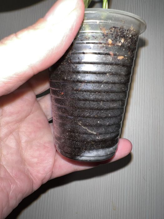 Фил Лемон лайм. Черенок.