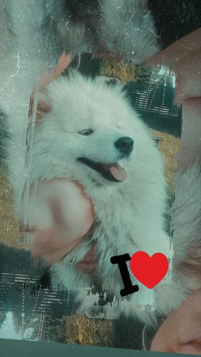 Samoyed ślicznej białe  misie do odbioru OSTATNI samiec
