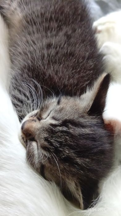 Отдам даром котенка