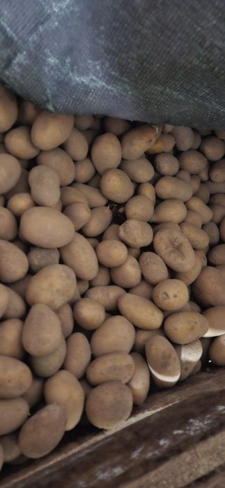 Ziemniaki sadzeniaki catania