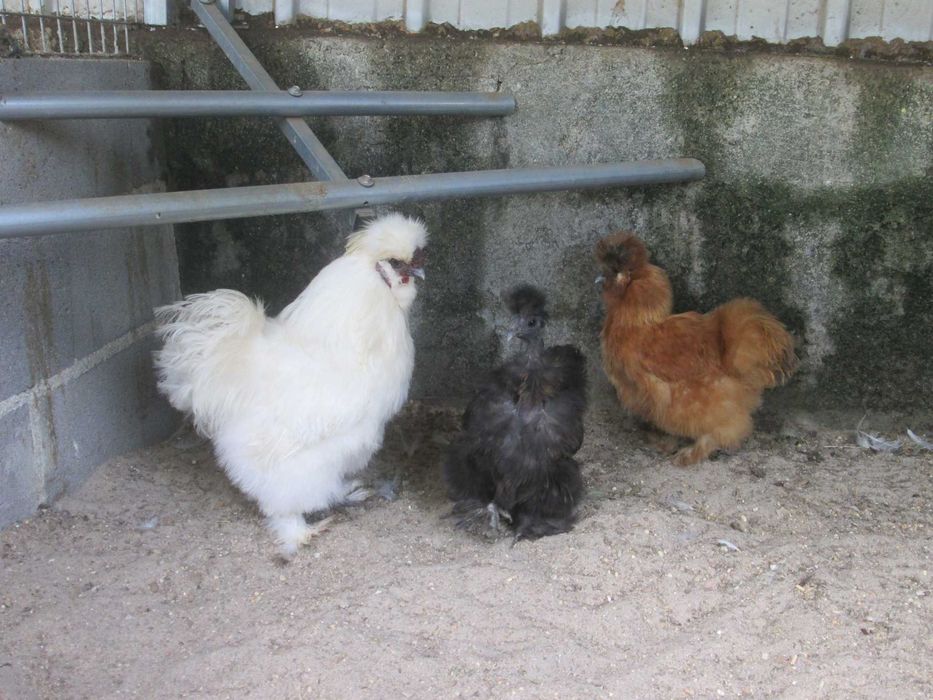 Galinhas Sedosas do Japão