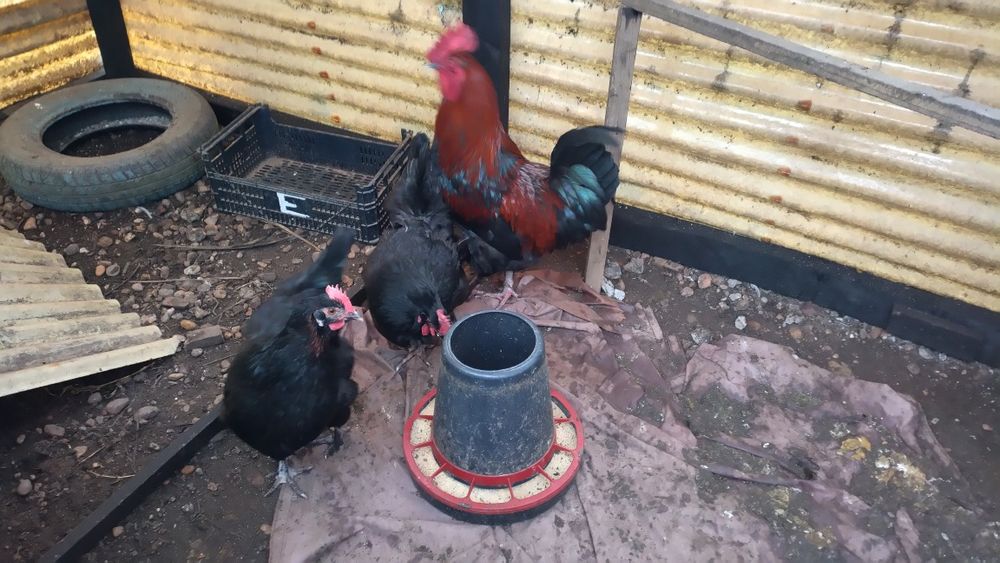 Ovos galados de várias raças