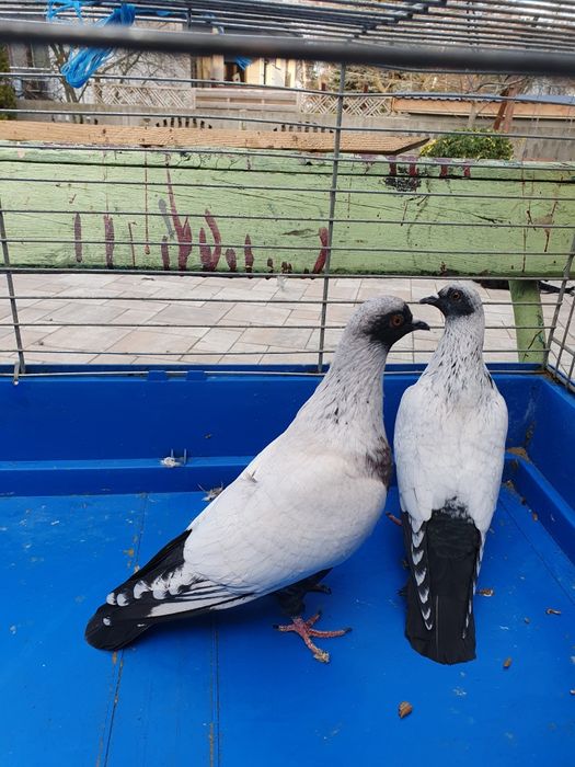 Szczygły mewki różne kolory