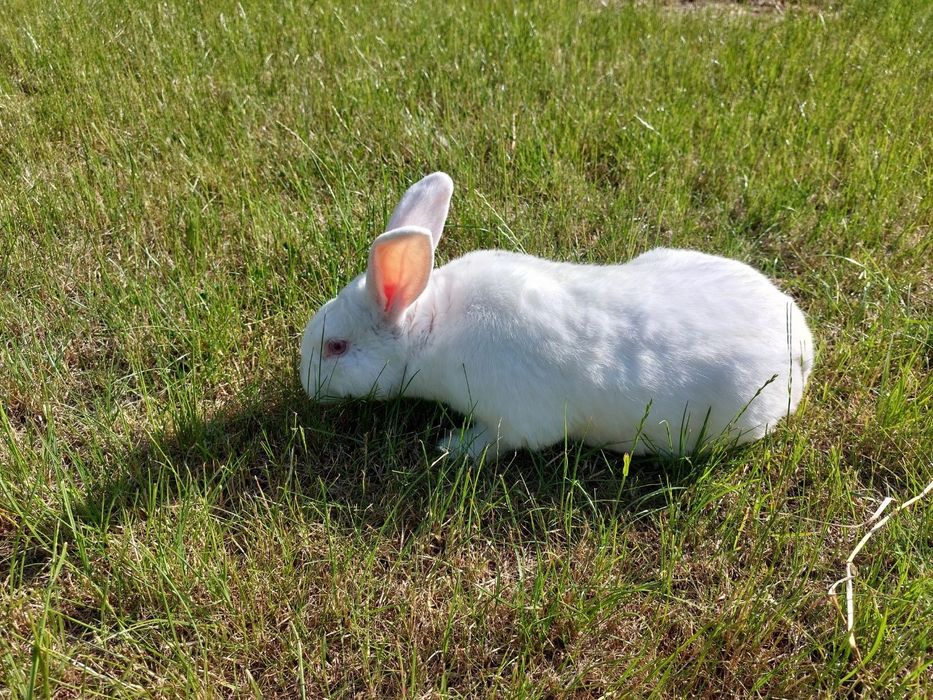 Króliki młode i dorosłe - królik termondzki