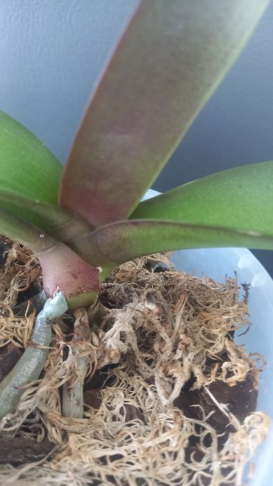 Орхідея біг ліп Miki Rhythm Dancer 115