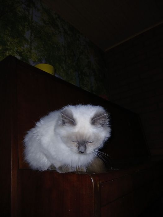 Спасіть кицю від холоду та голоду