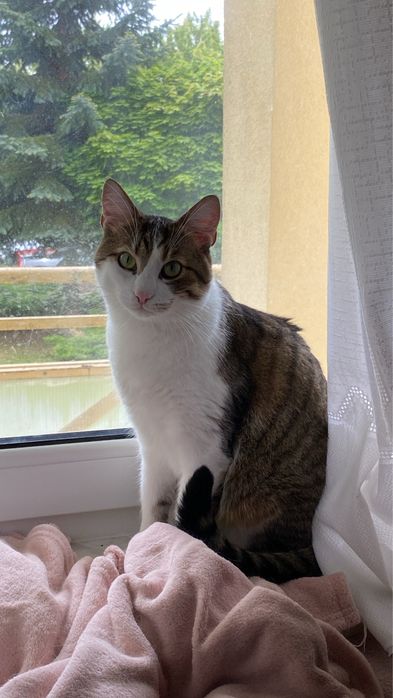 zaginął biało-brązowy pręgowany kot