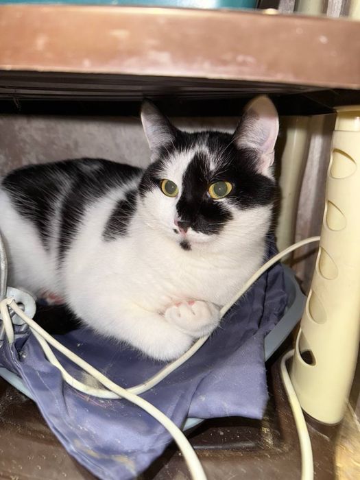 Кошеня Понго шукає дім 11 міс