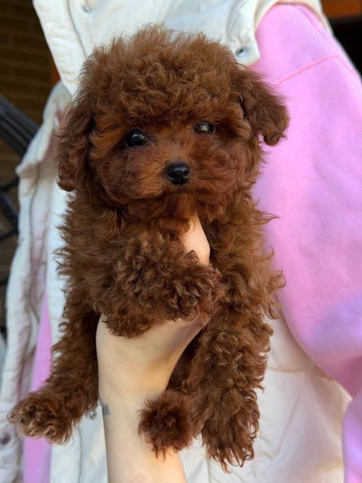 Наші малюки зачарують найвибагливіших Той та тікап пуделята