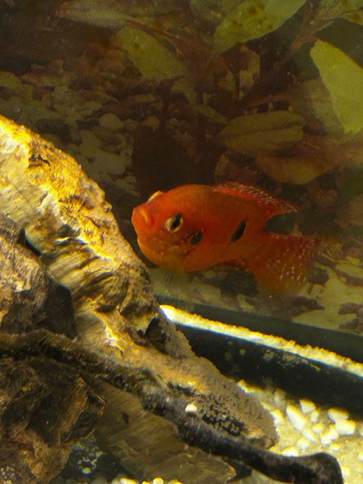 Ciclideos Acará joia body short (raro)