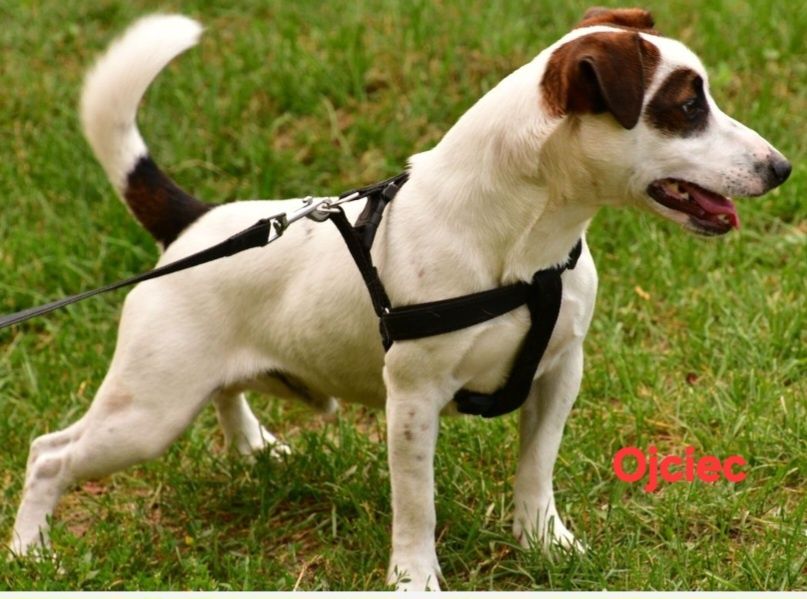 JACK RUssell Terrier