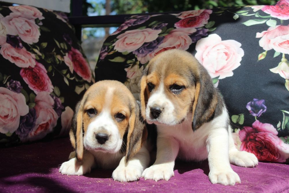 Дівчата бигль цуценя