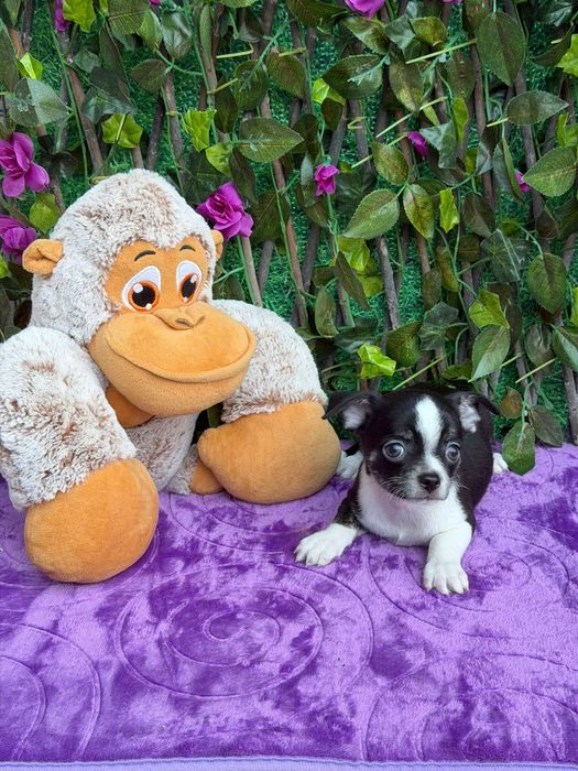 Chihuahua Macho Mini