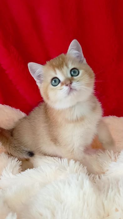 Зеленоглазый котик золотая шиншилла