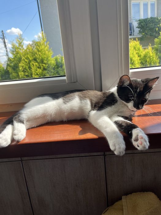 debica przystojne samce do adopcji :)