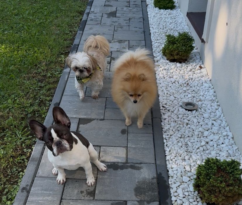 Leśny Hotel dla psów w Jaworzu opieka nad psem na najwyższym poziomie