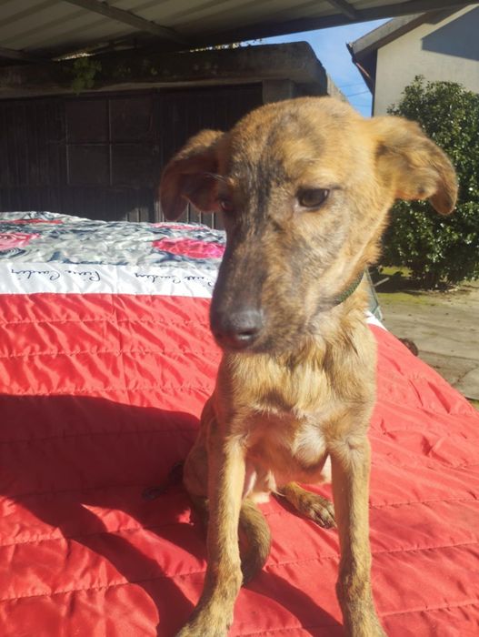 Caramelo para adoção muito responsável