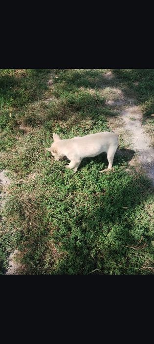 Щеня, дівчинка, віддам в добрі руки безкоштовно