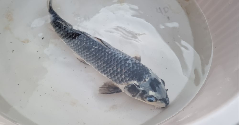 Carpa Koi - 35 cm