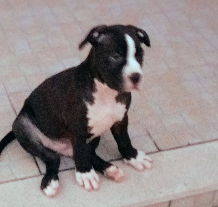 American Staffordshire Terrier