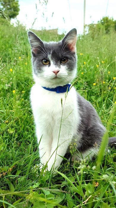 Стерилізована киця шукає домівку