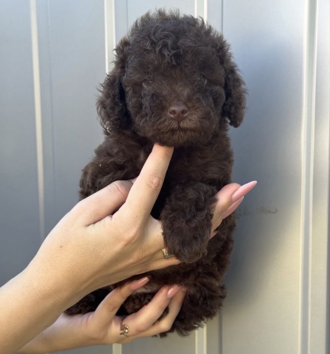 Той пудель шоколаднач принцесса