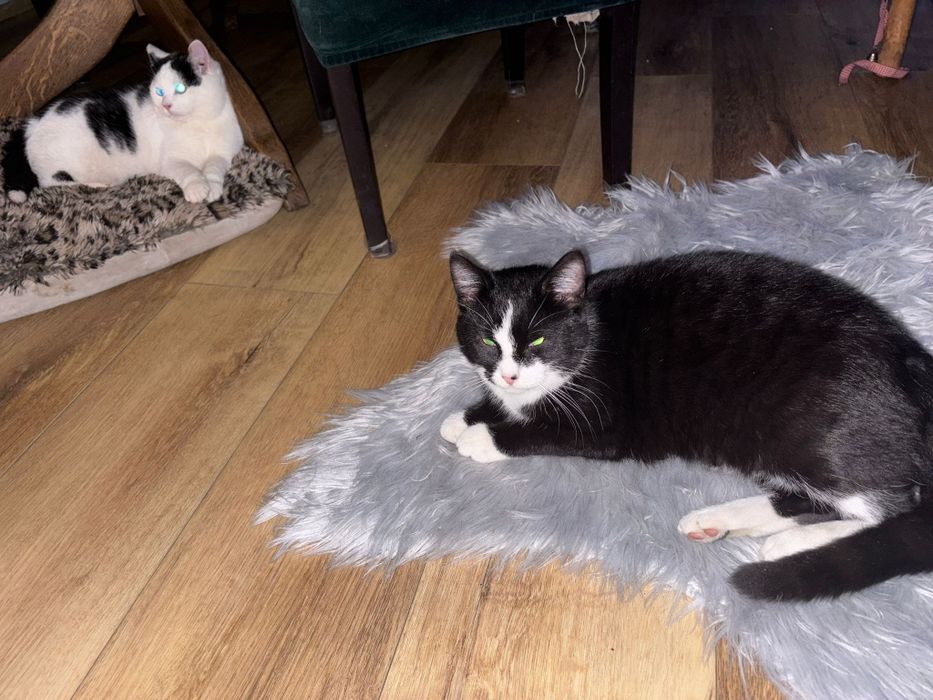 Filon i Pajączek kociaki do adopcji