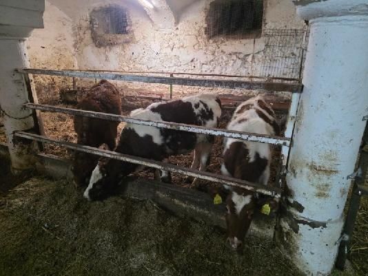 Sprzedam  jałówki i cielaki