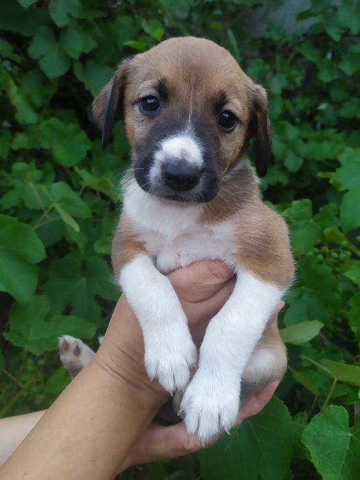 Продам щенков в добрые руки