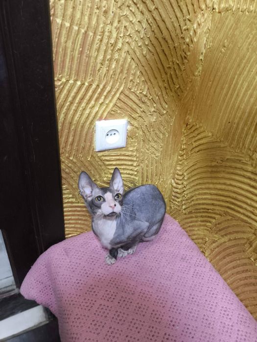 Канадський сфінкс