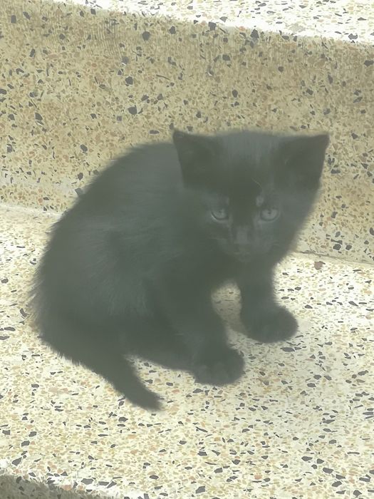 Gatinhos bébés doação