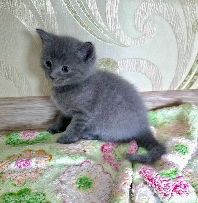 Кошеня хлопчик 1,5 міс.