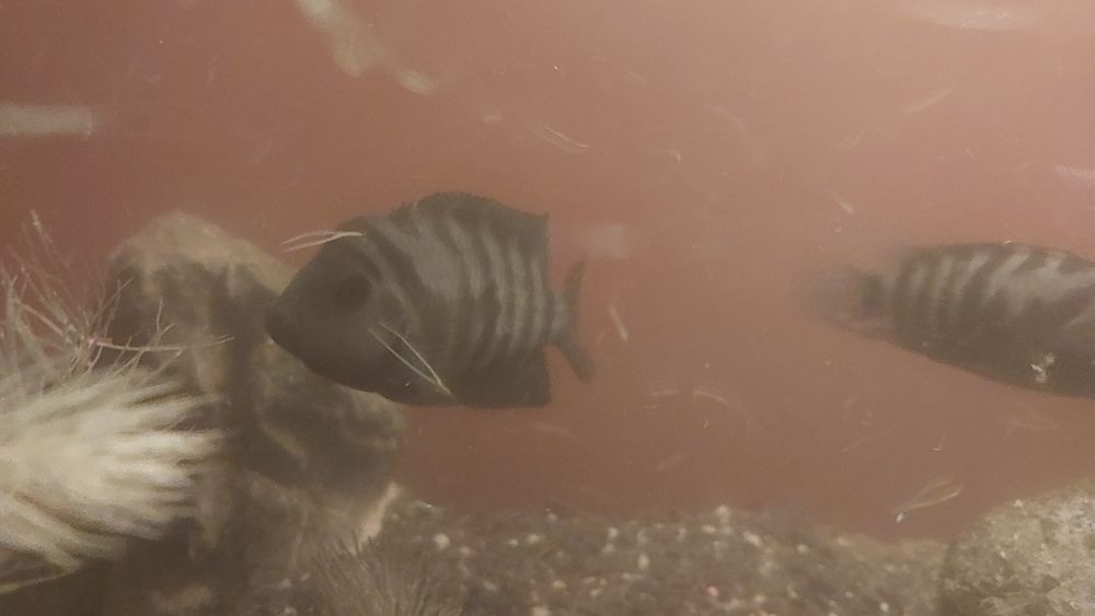 Ryba zebra 3 szt