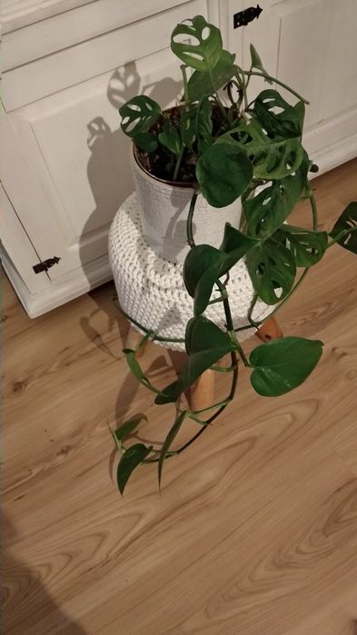 Monstera Monkey Mask