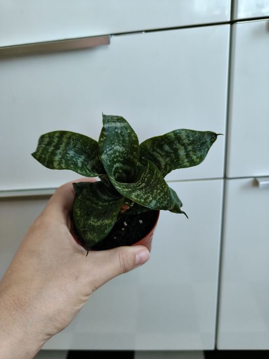 Sansevieria 'Hahnii' – Niewymagająca „Żelazna Roślina”