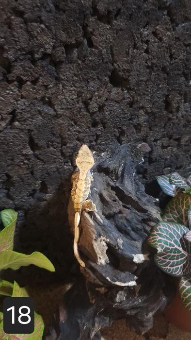 Młode gekony orzęsione wielokolorowe