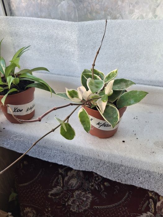 Орхидеи, Стефанотис, Хоя, АнтуриумКомнатные цветы