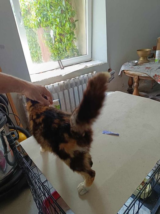 Prześliczna młodziutka Kicia do adopcji/tymczasu trikolor