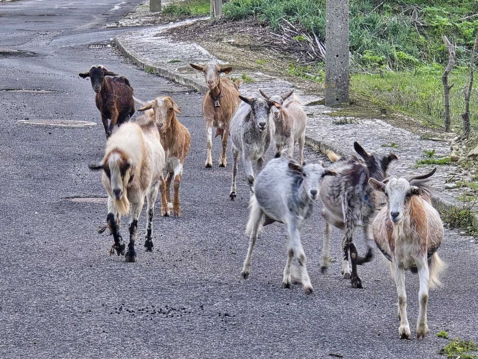 Vendo cabras adultas