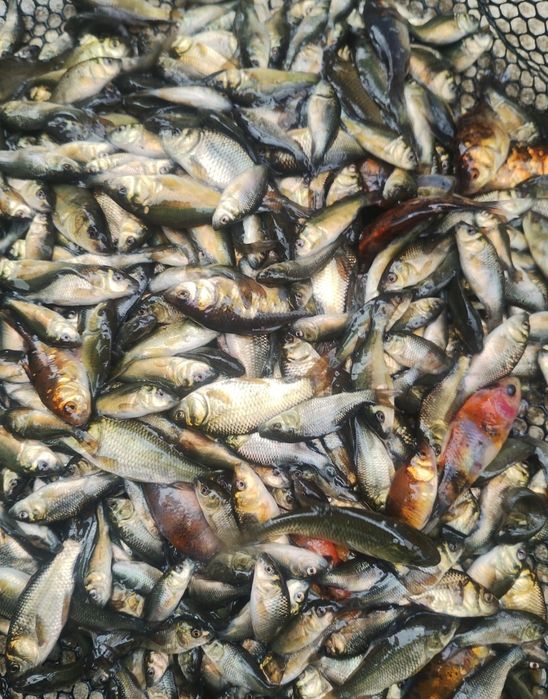 Legendarny Karp zatorski od 1-3 kg sztuka do konsumpcji  już dostępny