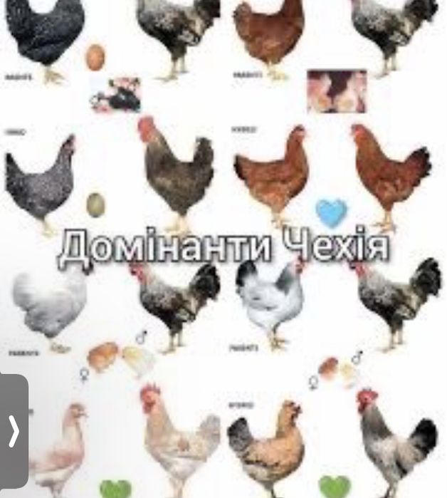 Домінти , Інкубаційні яйця